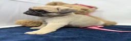 Pug dogs for sale: Skye - Ad 3