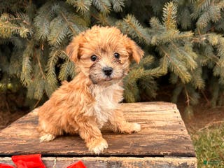 Morkie dogs Maple - Ad 40