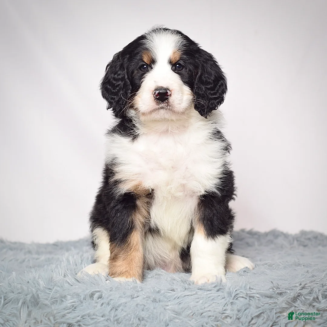 Bernedoodle dogs for sale: Mr. Vincent - Ad 2
