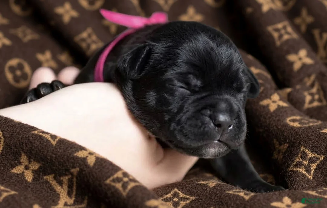 Cane Corso dogs for sale: Midnight Groove’s The Sweetest Taboo - Ad 2