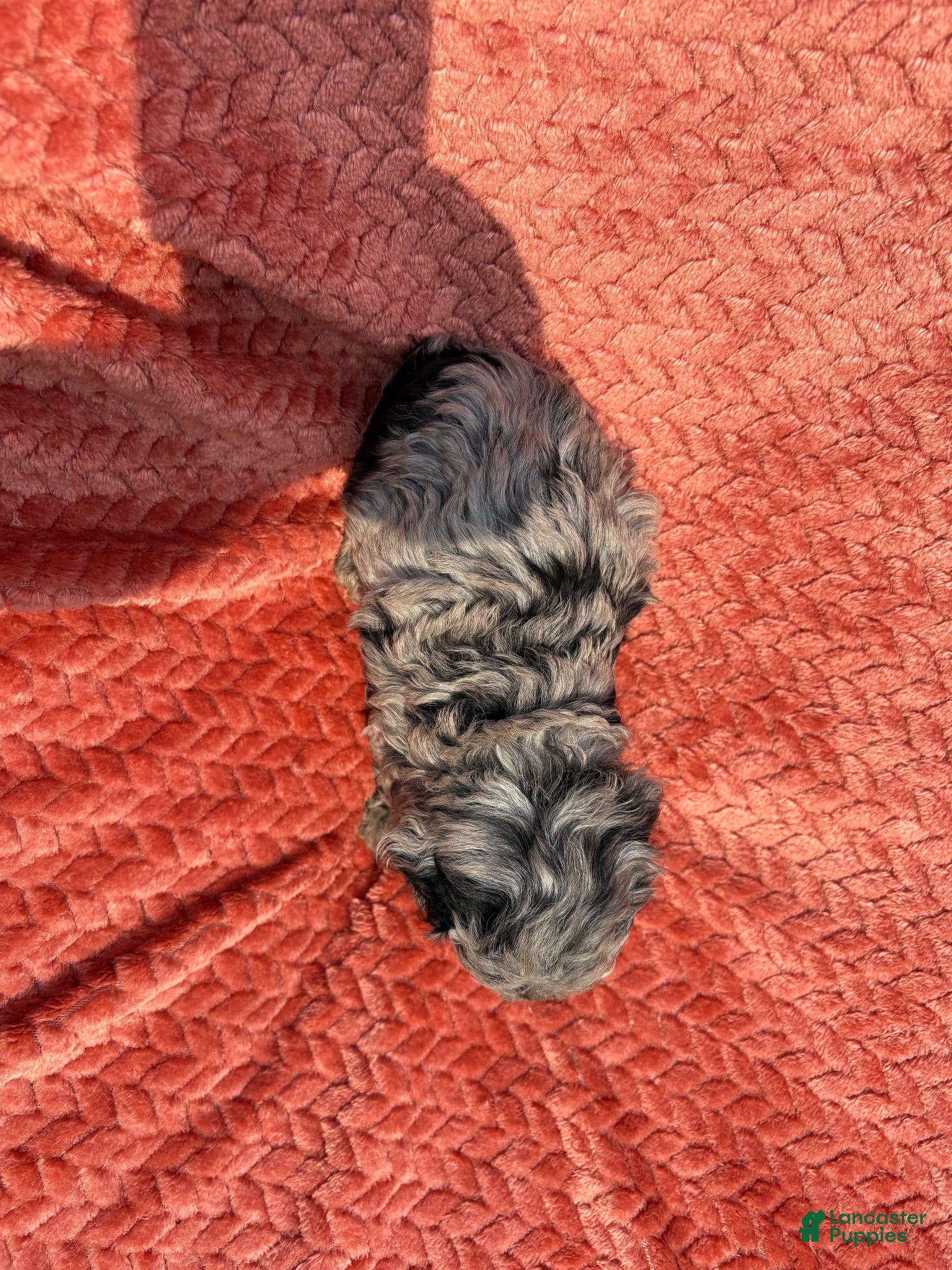 Mixed Breed dogs Mini poodle Breed 1 - Ad 2