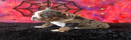 English Bulldog dogs for sale: Paula - Ad 4