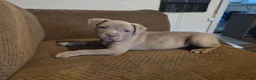 Mixed Breed dogs for sale: Rosemary  - Ad 3