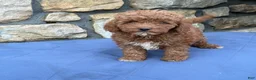 Miniature Poodle dogs for sale: Mabel - Ad 6