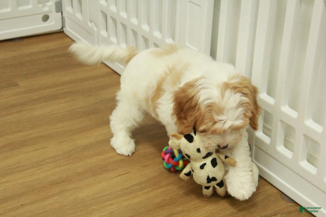 Cavapoo dogs for sale: Mason - Ad 6
