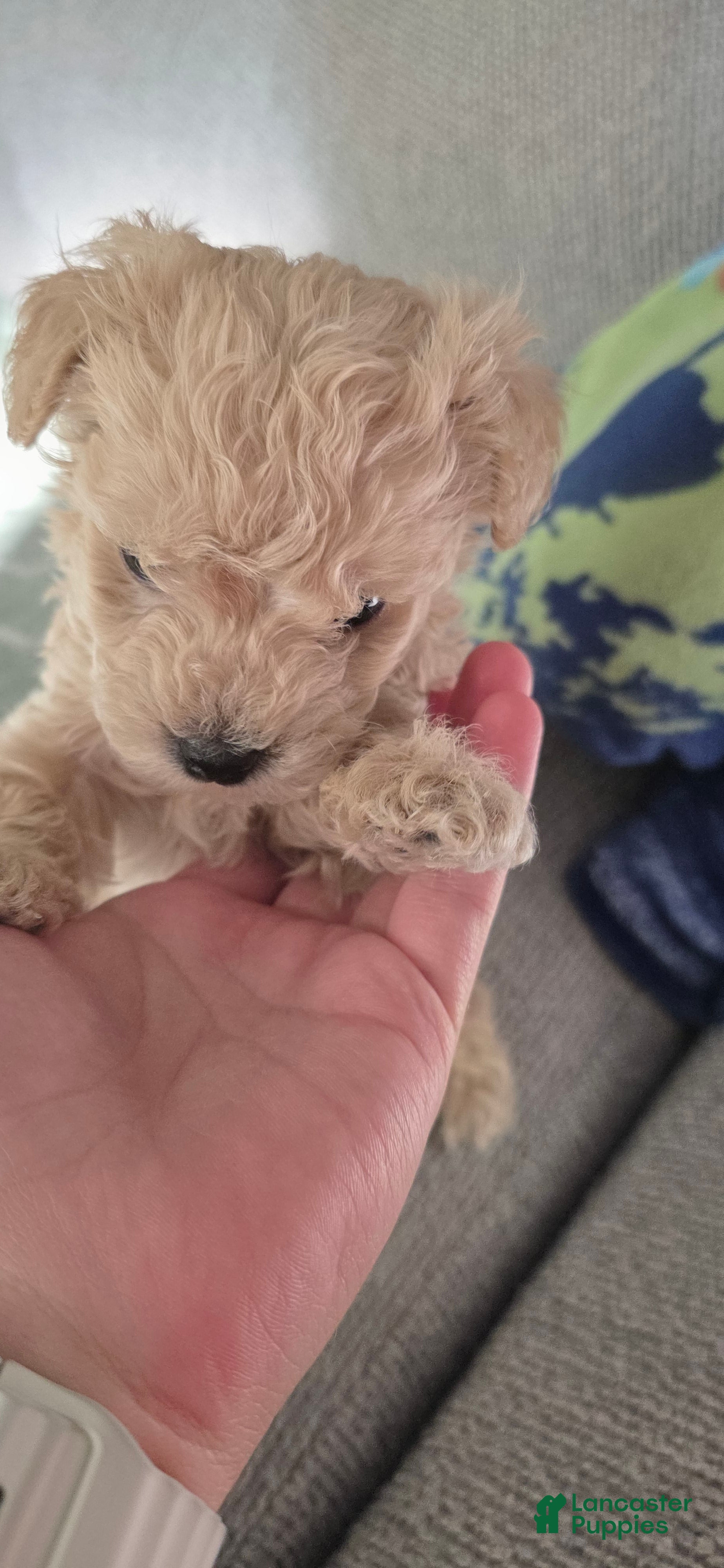 Bichpoo dogs Bichpoo 2 - Ad 9