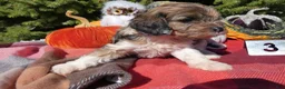Cavapoo dogs for sale: Cavapoo 3 Maretta - Ad 4