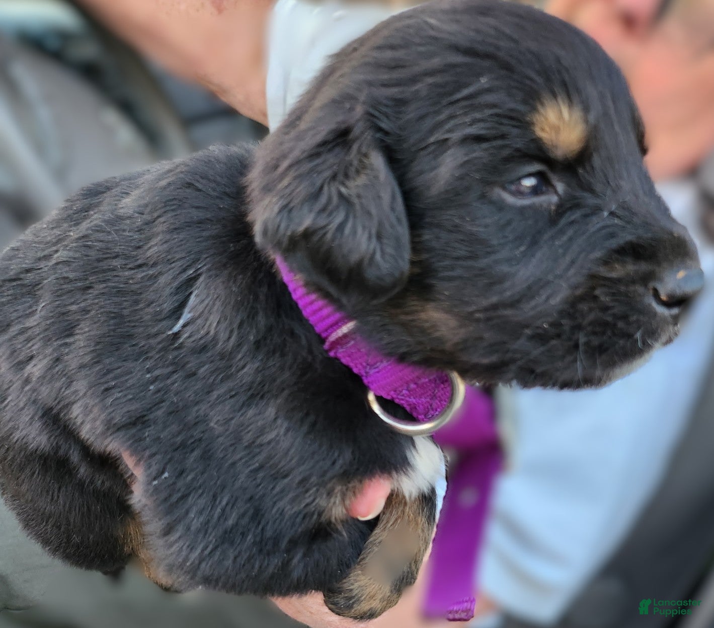 Miniature Australian Shepherd dogs Miniature Australian Shepherd Puppy 5 Randy - Ad 25