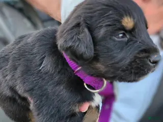 Miniature Australian Shepherd dogs Miniature Australian Shepherd Puppy 5 Randy - Ad 26