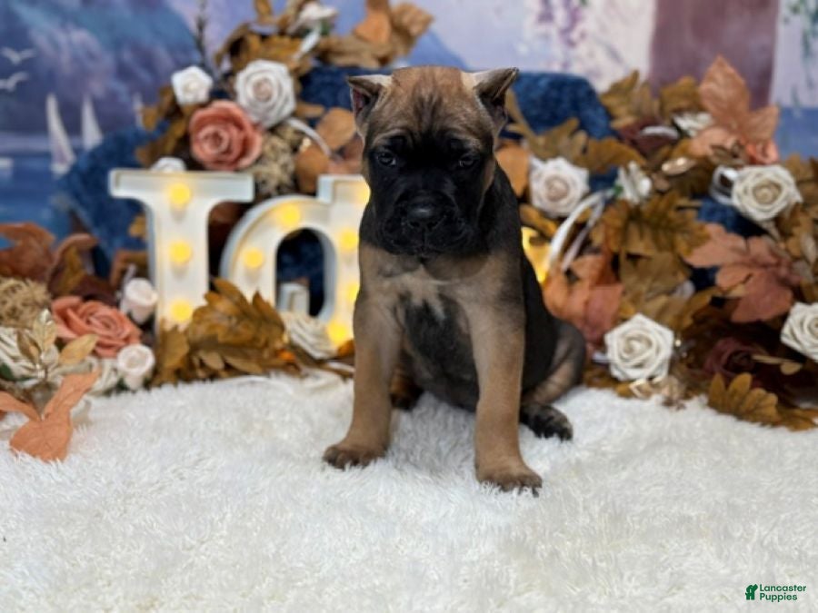 Cane Corso dogs Bruno - Ad 2