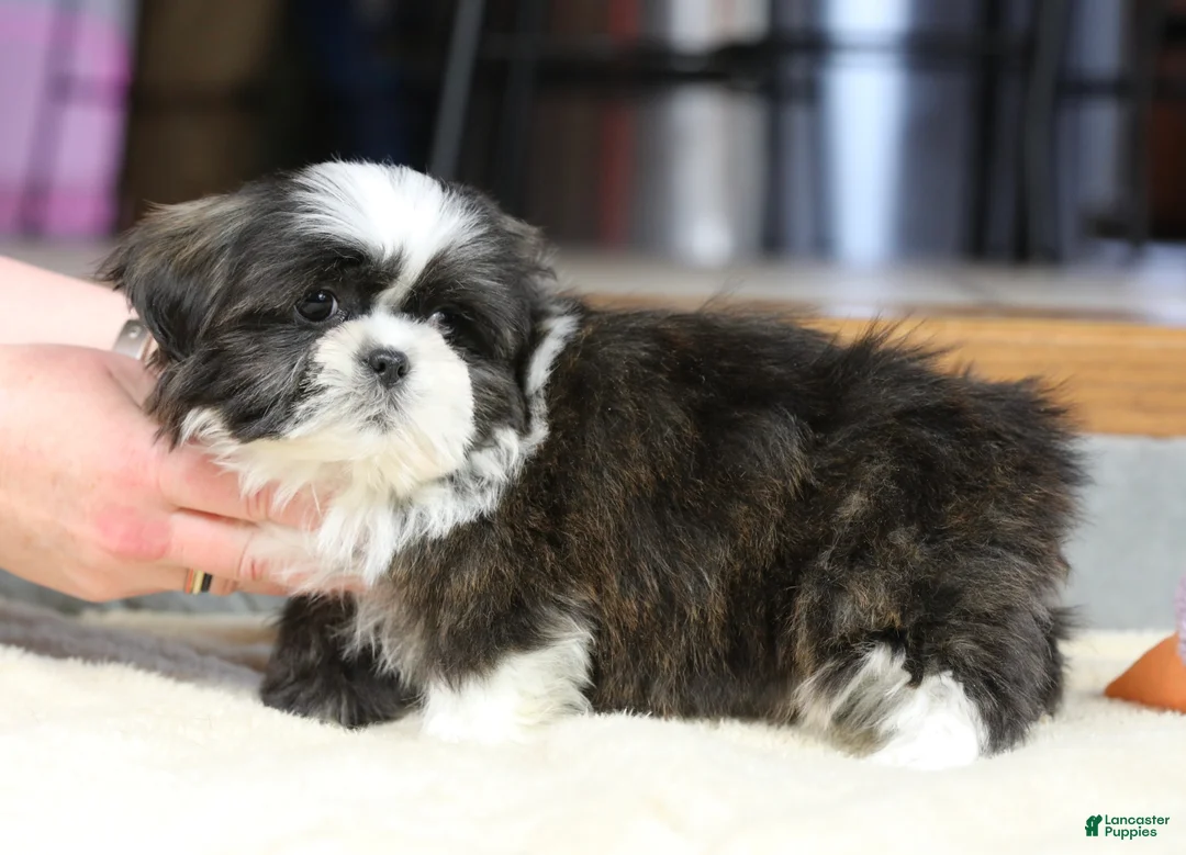 Shih Tzu dogs for sale: Stanlee - Ad 12