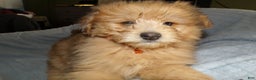 Pomapoo dogs for sale: Pomapoo Puppy 3 Paxton - Ad 1