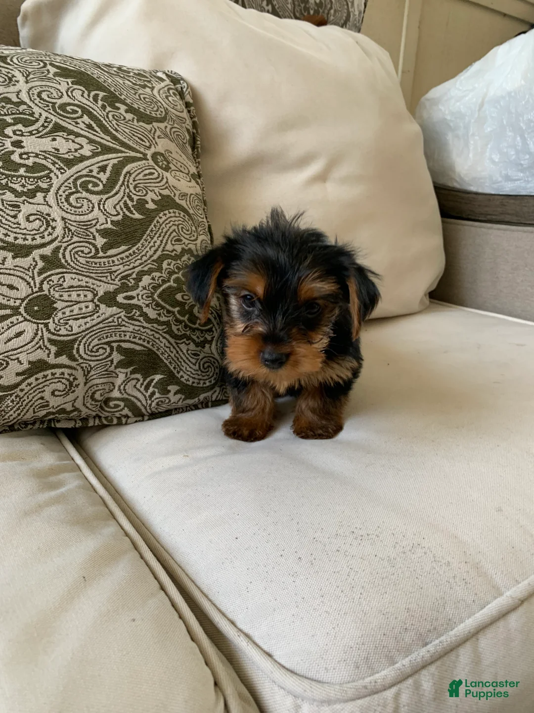Yorkshire Terrier dogs for sale: Ace - Ad 2