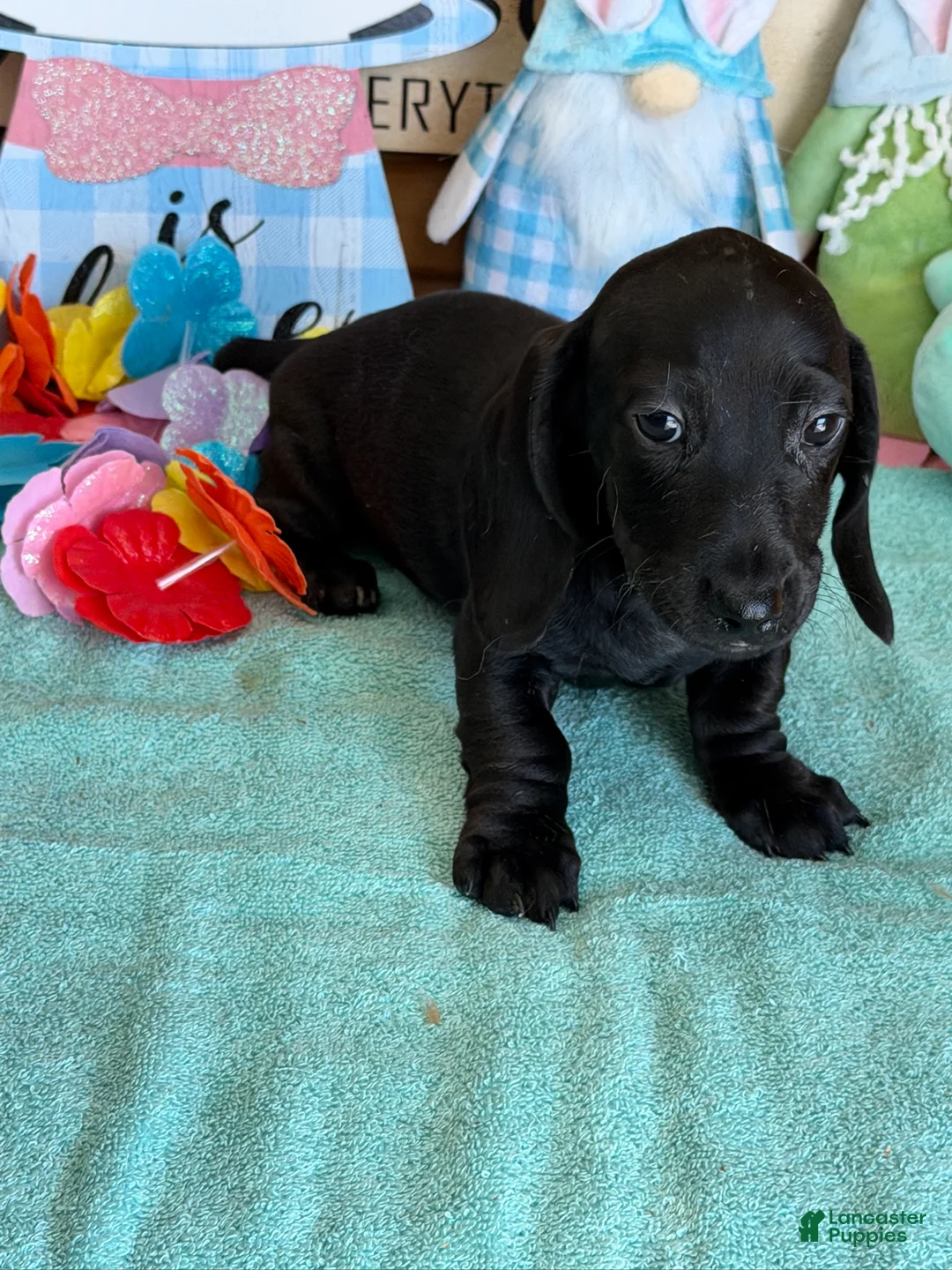 Miniature Dachshund dogs for sale: Axle - Ad 2