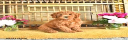 Cavapoo dogs for sale: Dixon - Ad 2