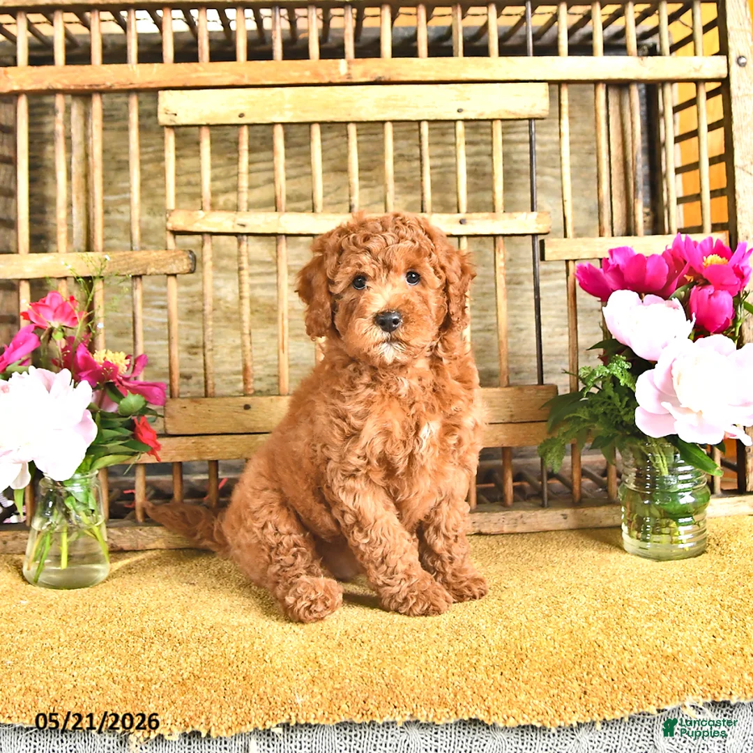 Cavapoo dogs for sale: Dixon - Ad 2