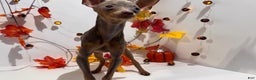 Miniature Pinscher dogs for sale: Whisper - Ad 4