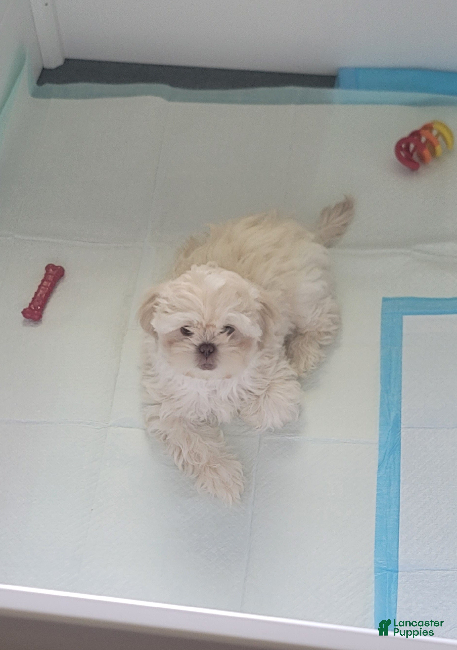 Shih Tzu dogs Shih Tzu 2 - Ad 18