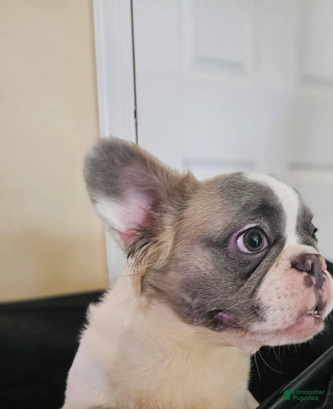 French Bulldog dogs for sale: French Bulldog Puppy  - Ad 2