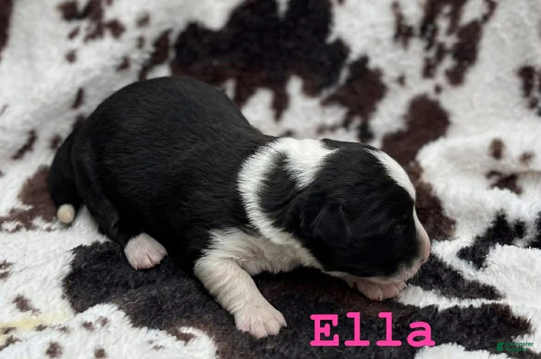 Welsh Corgi Cardigan dogs for sale: Ella - Ad 2