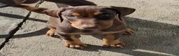 Doberman Pinscher dogs for sale: Doberman Pinscher 1 - Ad 3