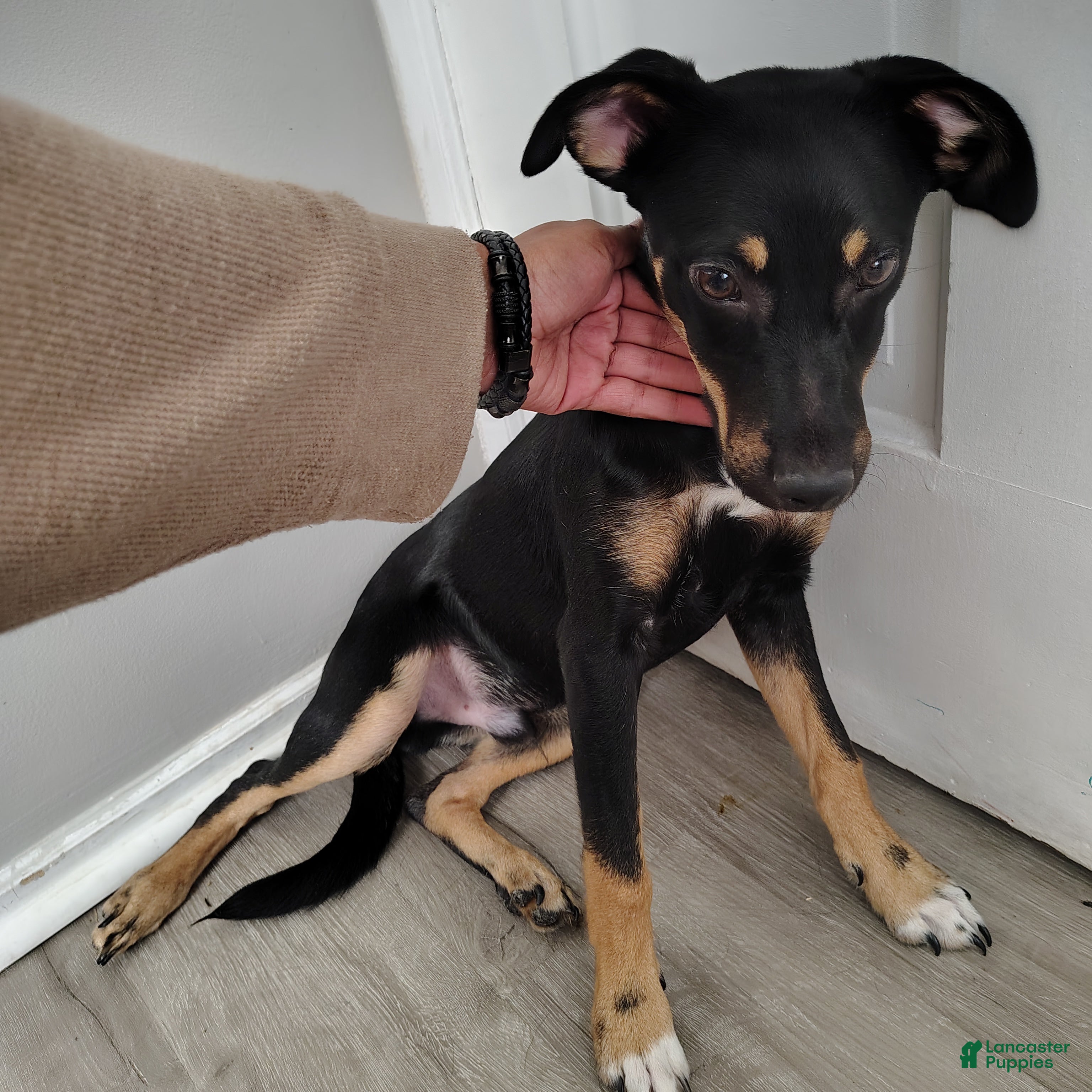Mixed Breed dogs for sale: Mixed Breed 1 - Ad 1