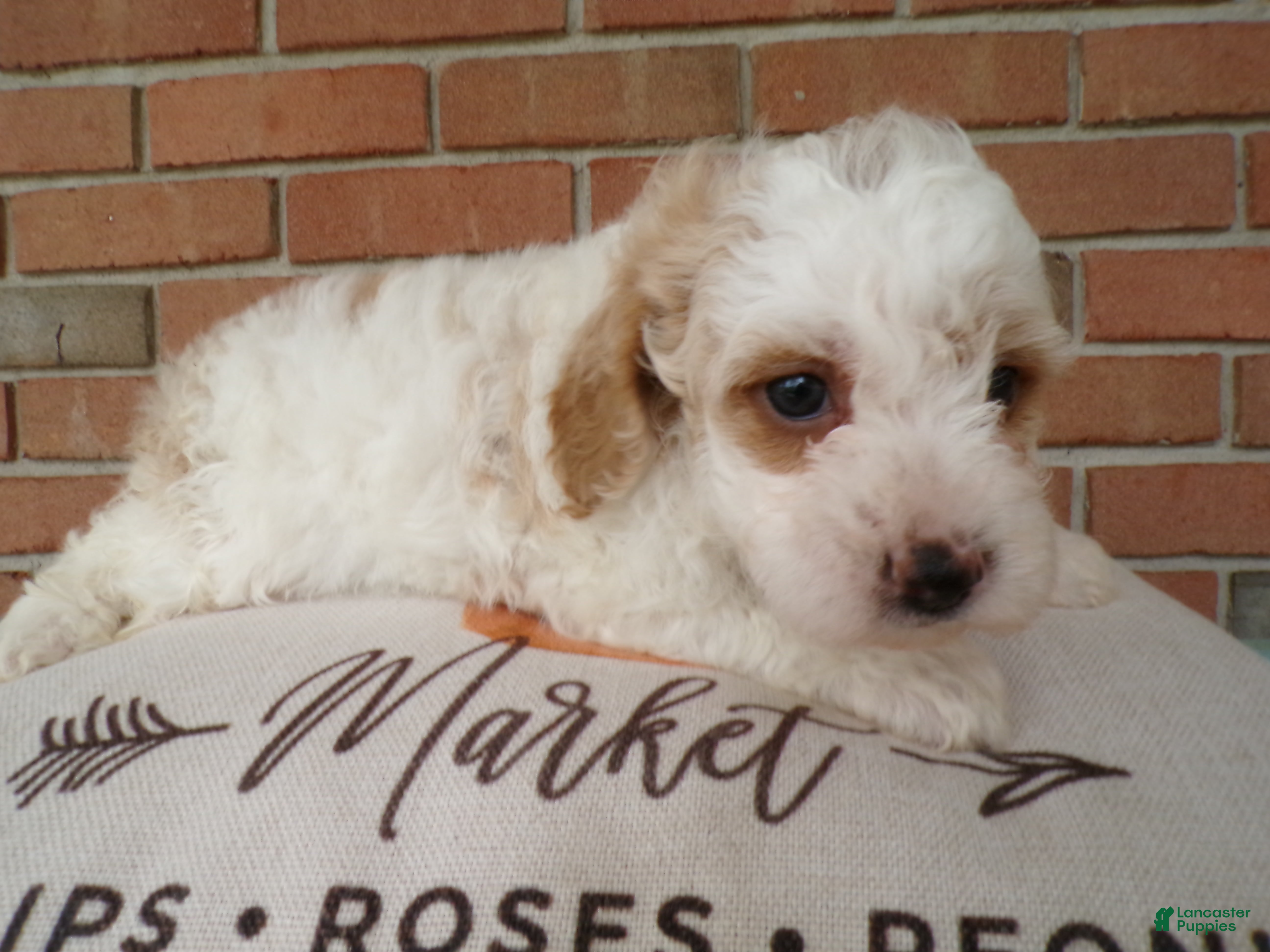 Cockapoo dogs Callie - Ad 1