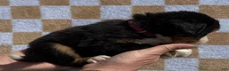 Bernese Mountain Dog dogs for sale: Pink - Ad 3