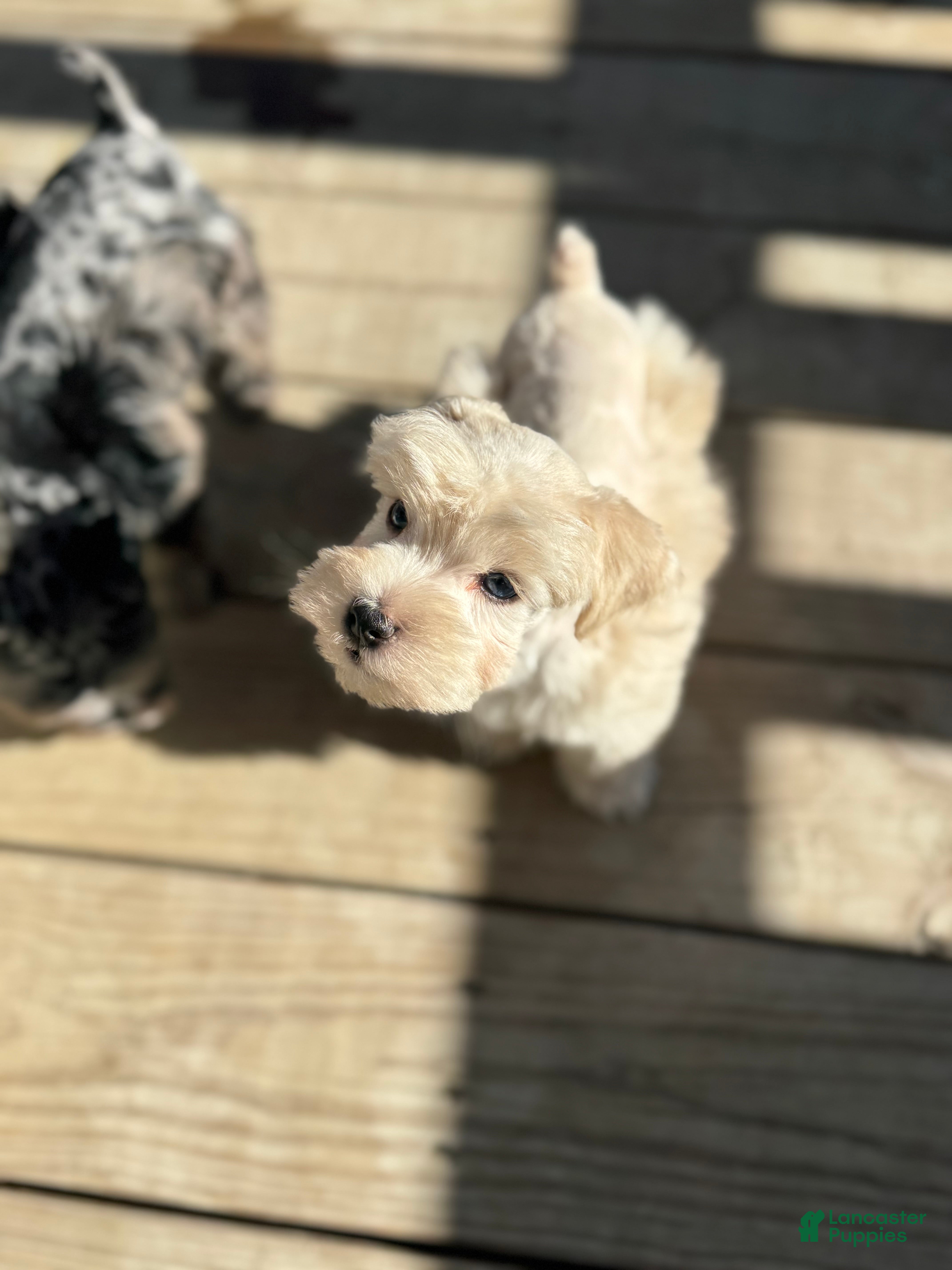 Miniature Schnauzer dogs Mr Sleet - Ad 2