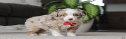 Miniature Australian Shepherd dogs for sale: Austin - Ad 2