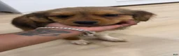 Mixed Breed dogs for sale: Mixed Breed 2 - Ad 5