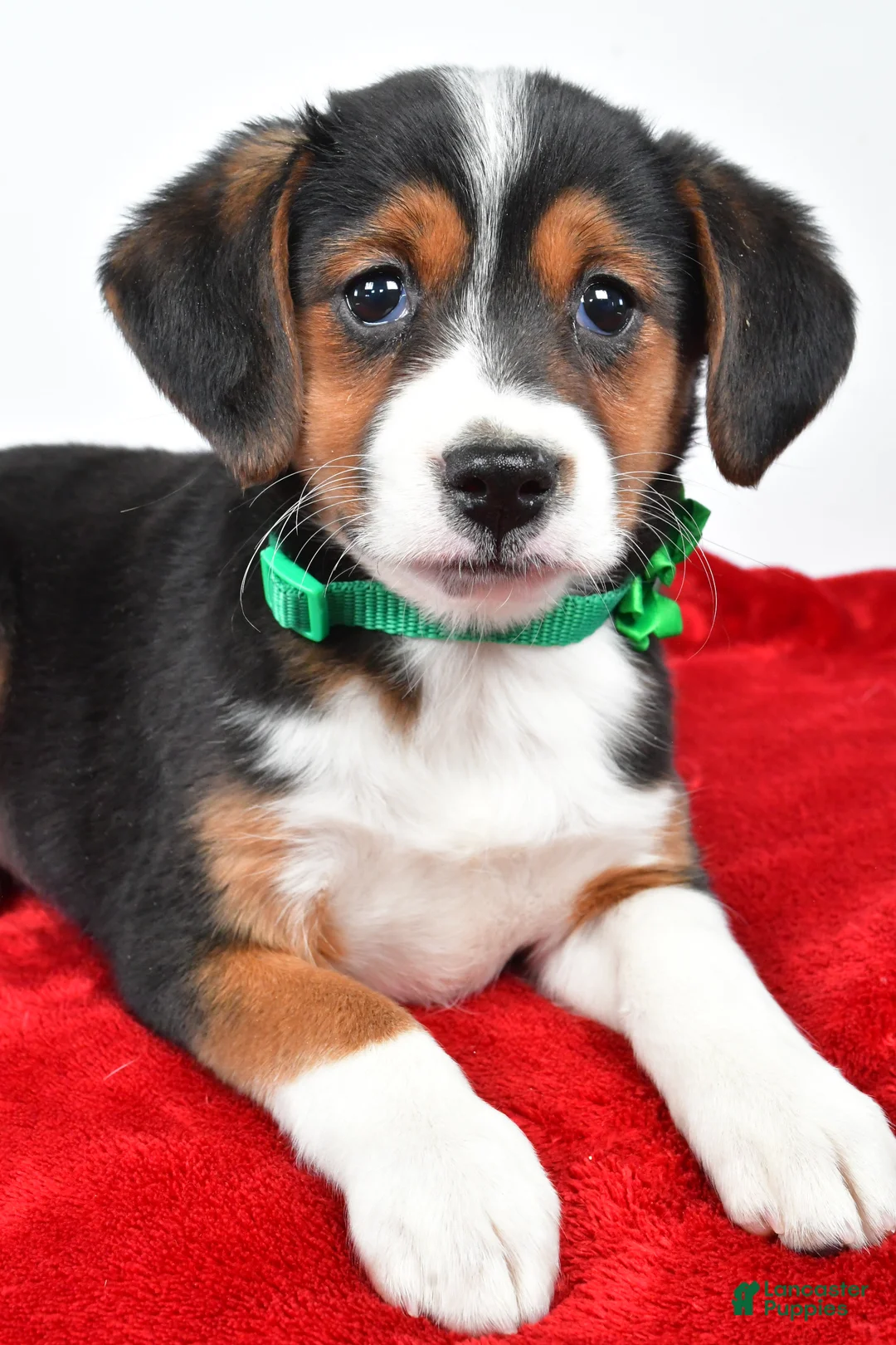 Mixed Breed dogs for sale: Tiffany - Ad 5