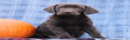 Labrador Retriever dogs for sale: Jesse  - Ad 4
