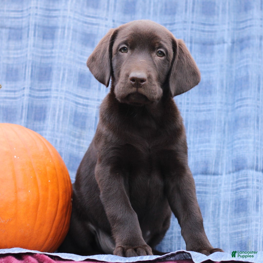 Labrador Retriever dogs for sale: Jesse  - Ad 4