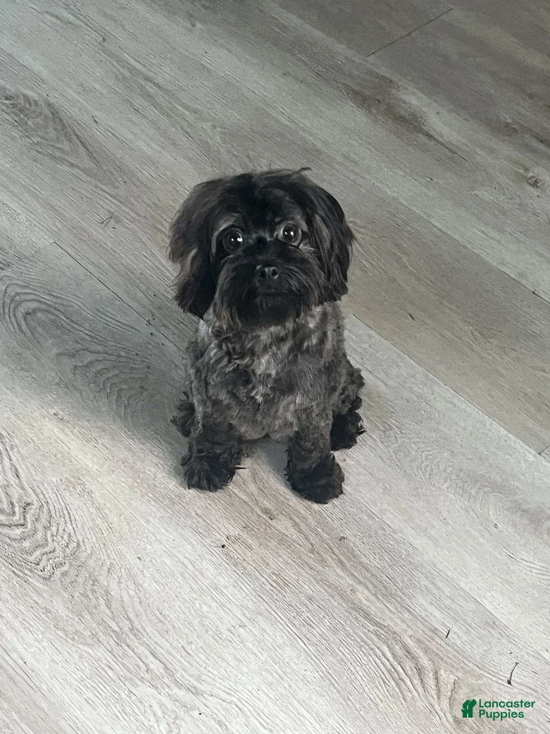 Mixed Breed dogs for sale: Bubbles - Ad 2