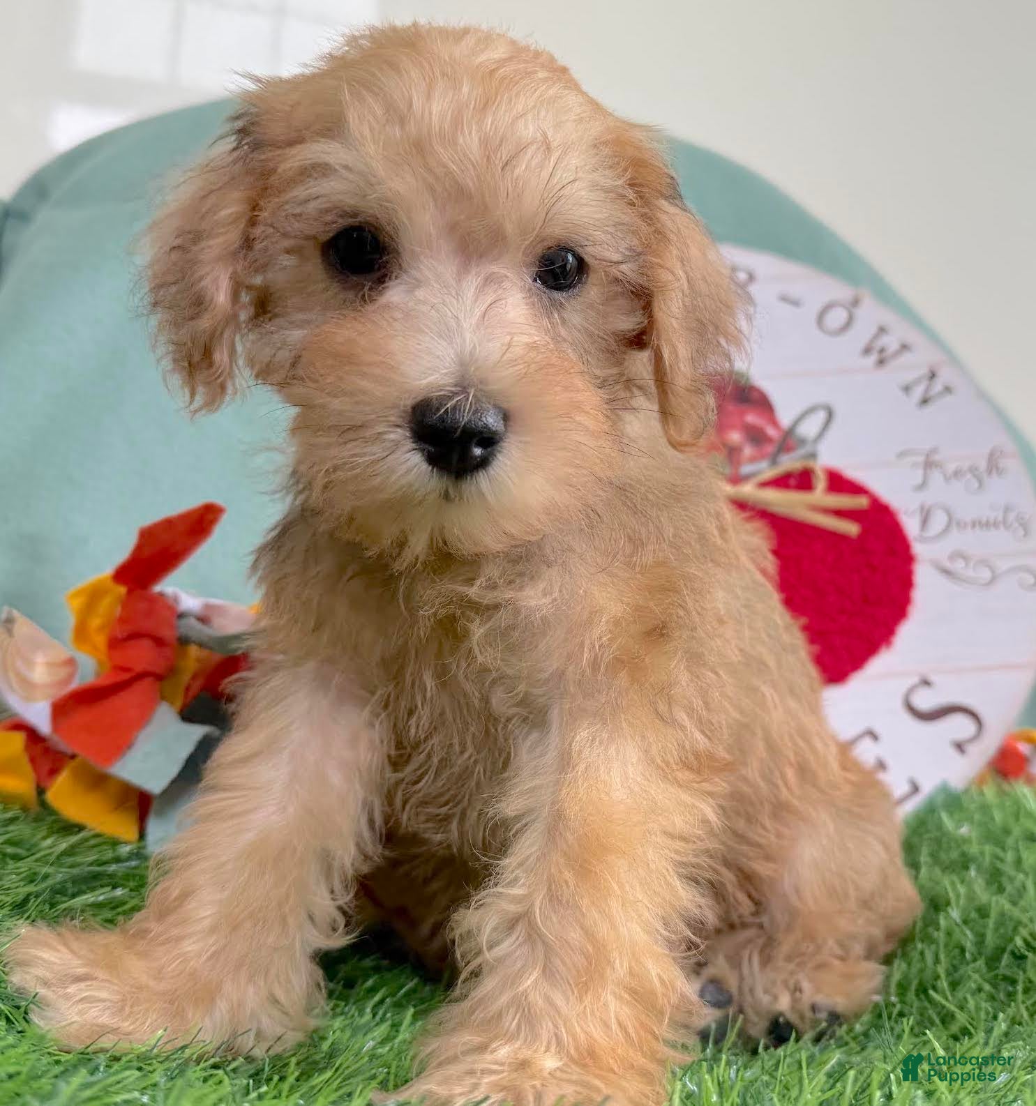 Mini Schnauzer Mix Teddy Bear Schnoodle Puppies For Sale Miniature