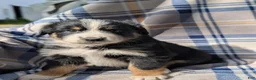 Australian Shepherd dogs for sale: Lexi - Ad 1