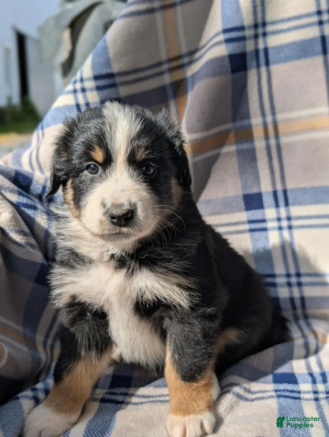 Australian Shepherd dogs for sale: Lexi - Ad 1