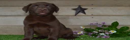 Labrador Retriever dogs for sale: Ann - Ad 1