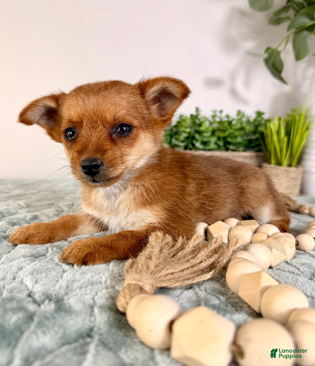 Mixed Breed dogs for sale: Poppy - Ad 1