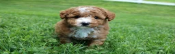 Miniature Poodle dogs for sale: AKC Blaze - Ad 9