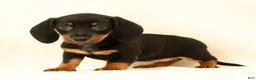 Miniature Dachshund dogs for sale: Jackie - Ad 1