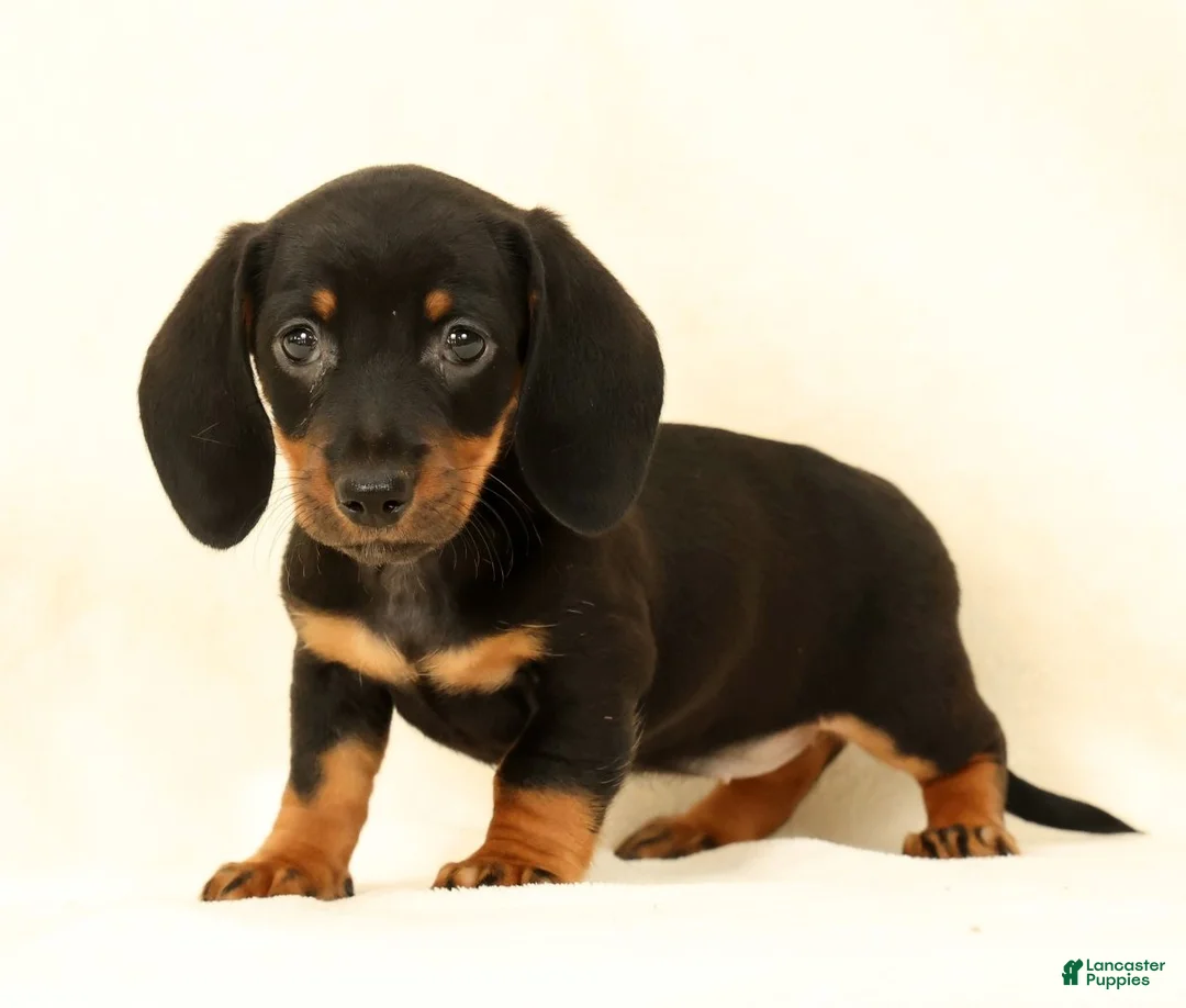 Miniature Dachshund dogs for sale: Jackie - Ad 1