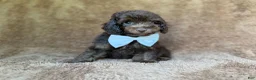 Cavapoo dogs for sale: Chase - Ad 3