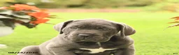 Cane Corso dogs for sale: Drew - Ad 5