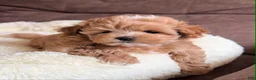 Toy Poodle dogs for sale: Paris  - Ad 1
