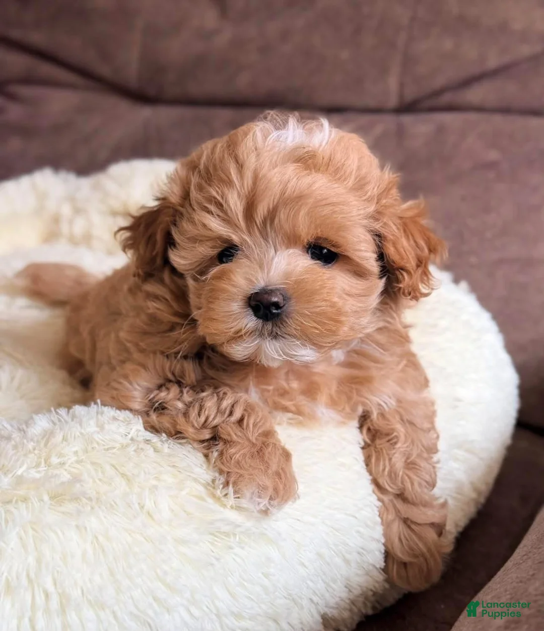 Toy Poodle dogs for sale: Paris  - Ad 1