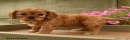 Cavalier King Charles Spaniel dogs for sale: Chevy - Ad 4