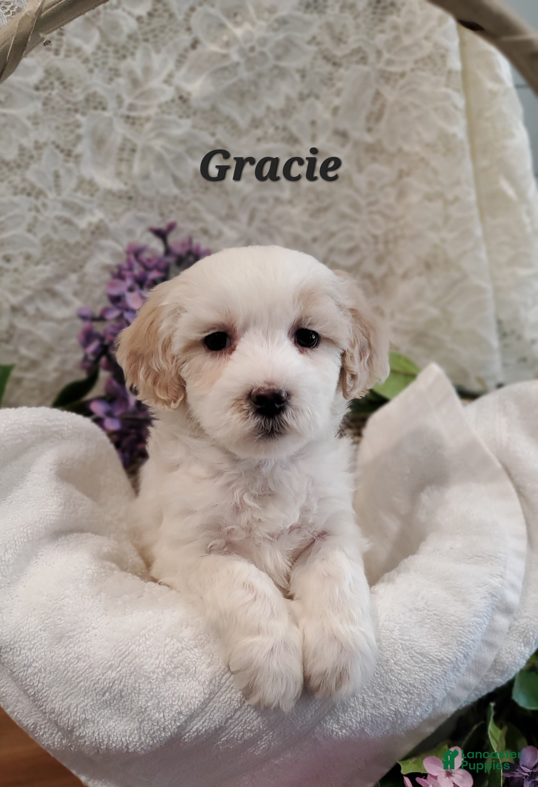 Mixed Breed dogs Gracie - Ad 19
