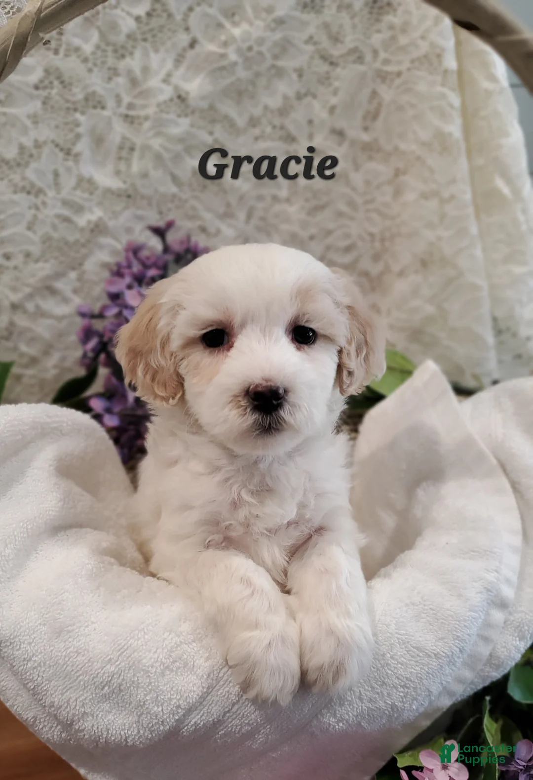 Mixed Breed dogs for sale: Gracie - Ad 1